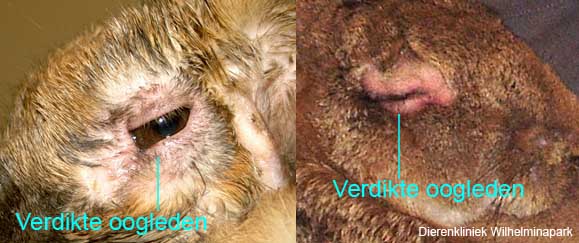 rood gezwollen ooglid